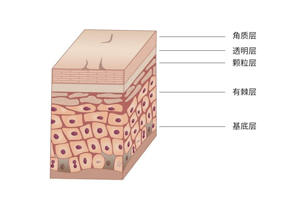 皮肤分层结构图高清图片