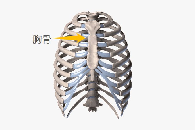 胸腔骨骼图